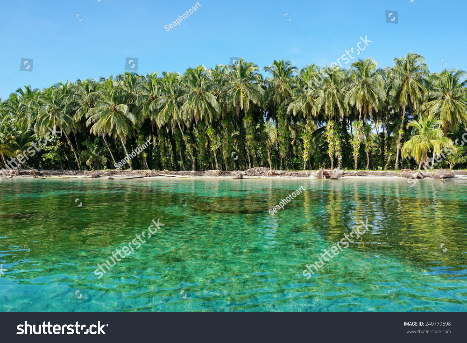Lush coconut trees with epiphytes on tropical shore with clear water, Caribbean, Zapatillas islands, Bocas del Toro, Panama #240779698