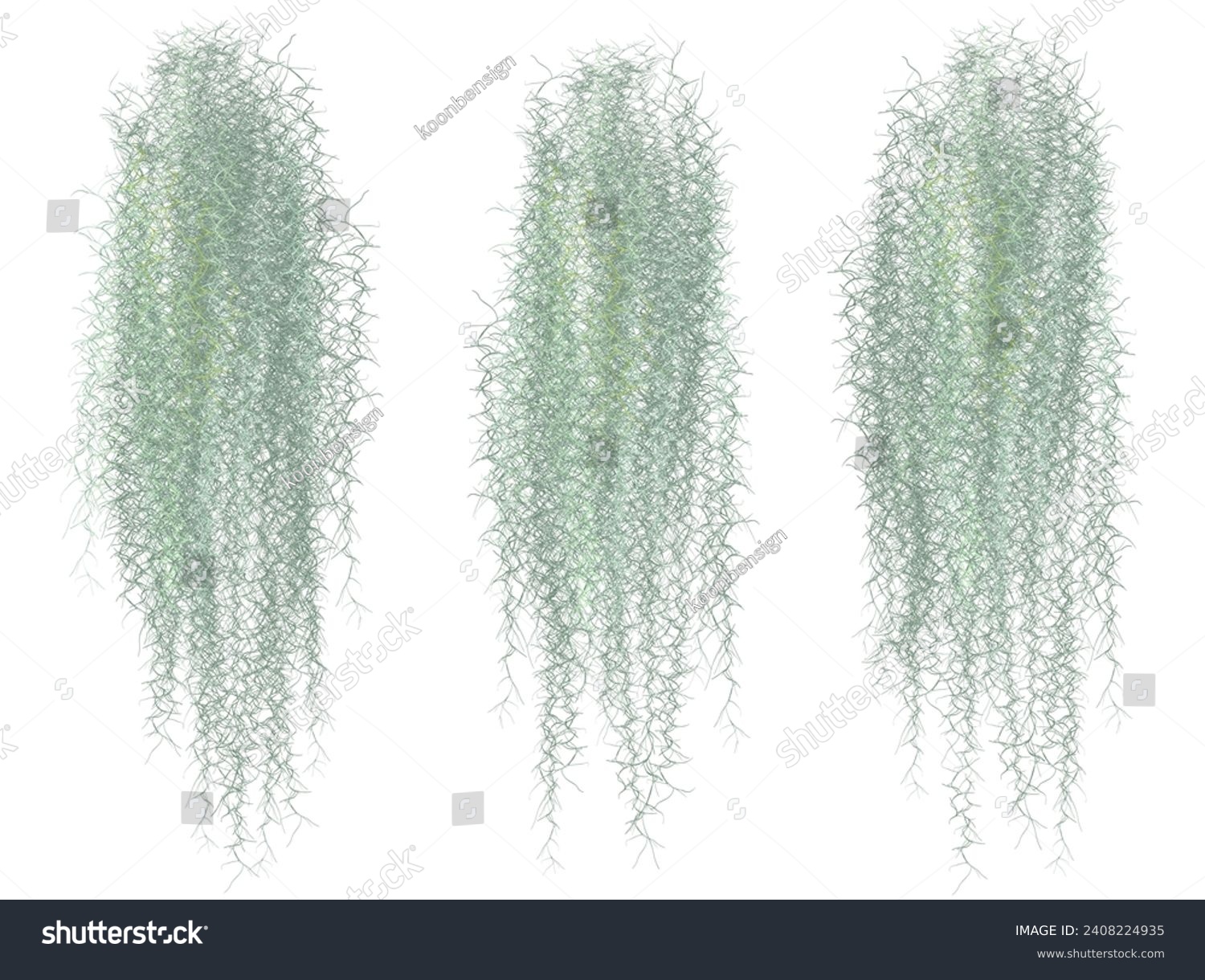 Spanish moss separated from white ground recorded with cutting path #2408224935