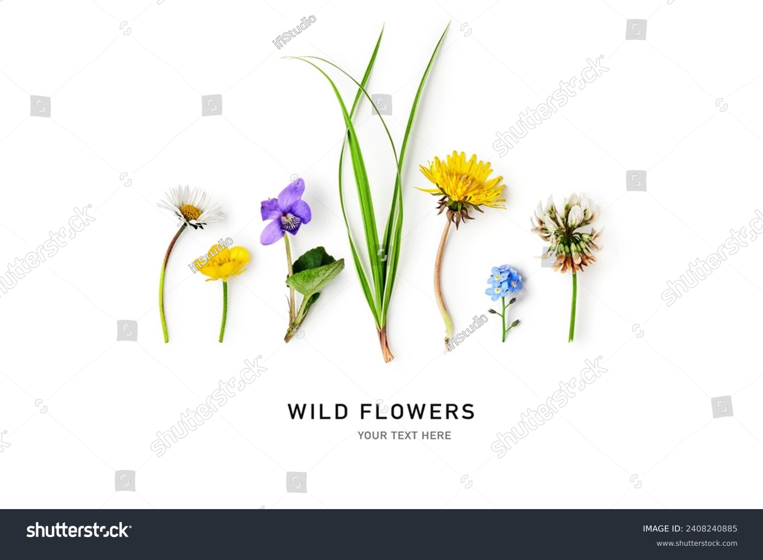 Meadow wild flower creative layout. Daisy, dandelion, violet viola, buttercup, clover flowers, grass isolated on white background. Design element. Springtime and summer nature. Flat lay, top view 
 #2408240885