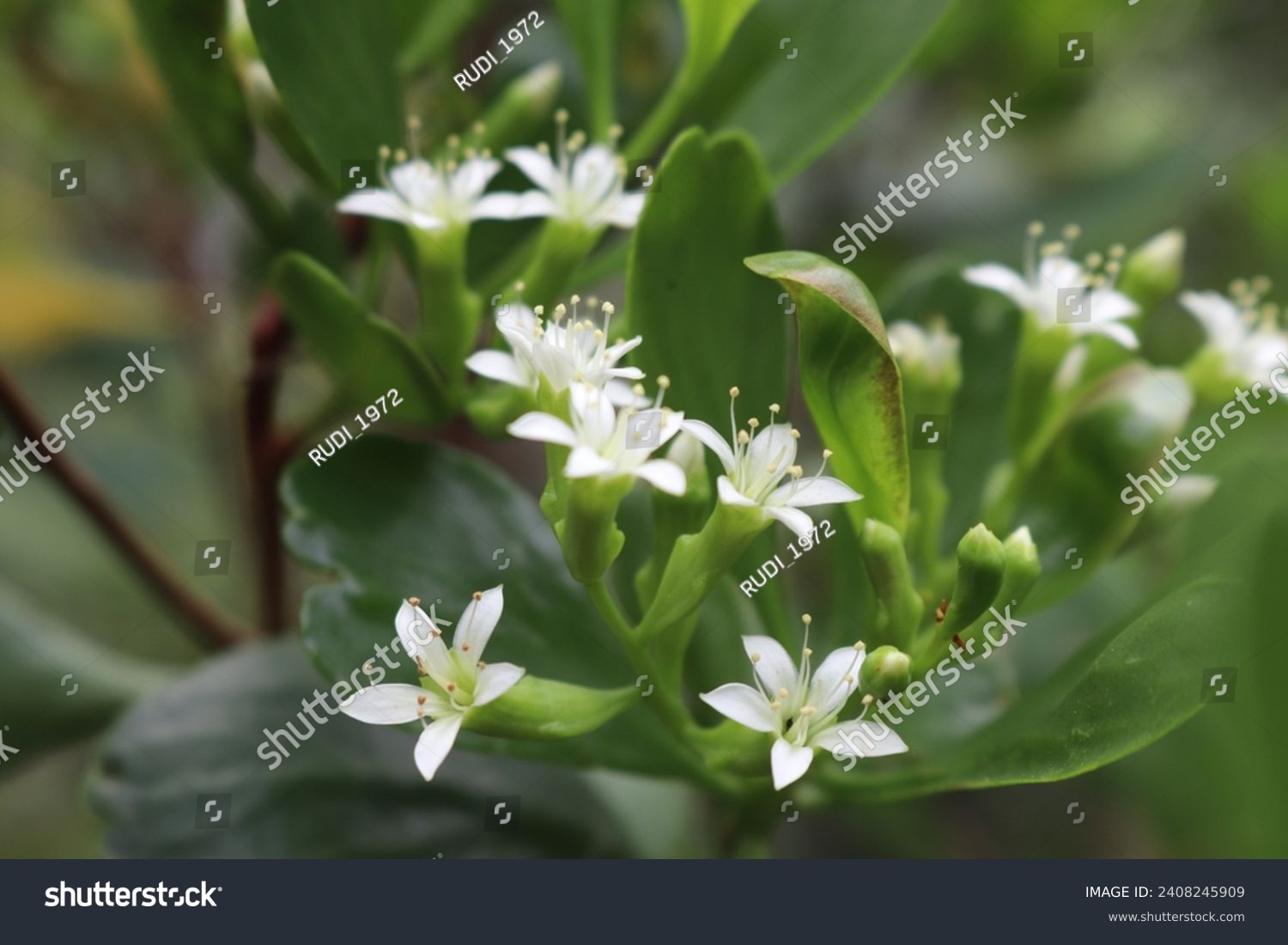 close up of white mangrove flower #2408245909