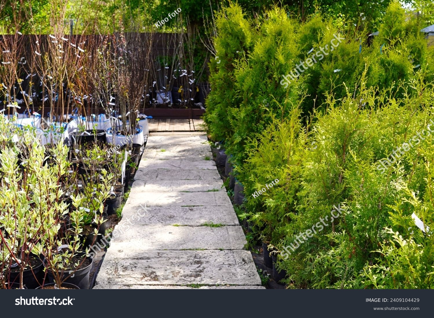 a nursery of ornamental plants with seedlings of thuja bushes in pots with earth along a wooden path and small trees of varietal apple trees in spring.  #2409104429
