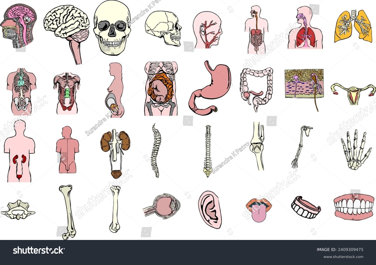 Human Anatomy Chart; Anatomical Charts, Skeletal - Royalty Free Stock ...