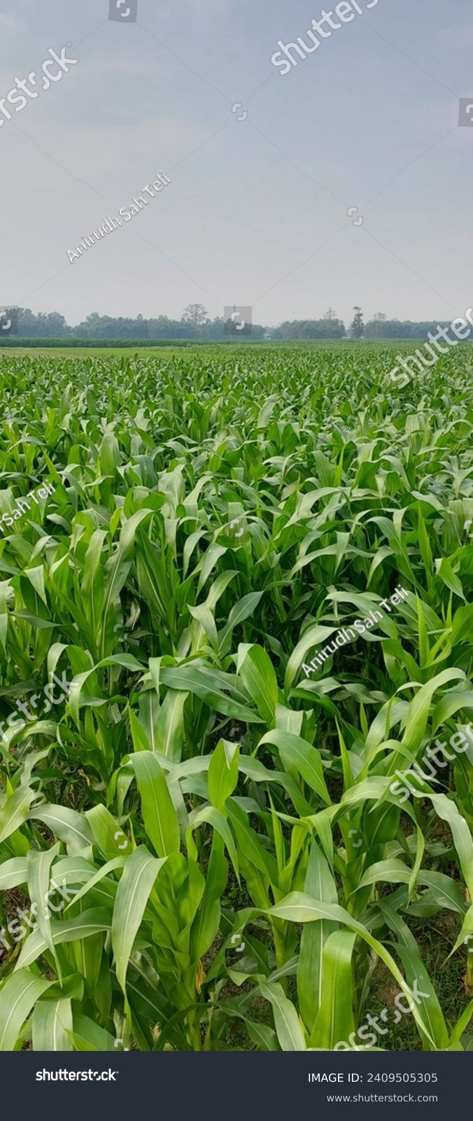 In the terai, inner-terai, valleys, and low-lying river basin areas of Nepal, maize is also grown in the winter and spring with irrigation. #2409505305