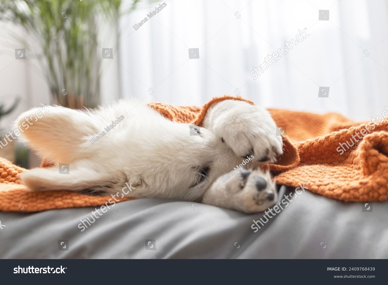 A cute white Swiss shepherd puppy lies on his bed covered with a brown knitted blanket and covers his face with his paws. Funny pets resting #2409768439