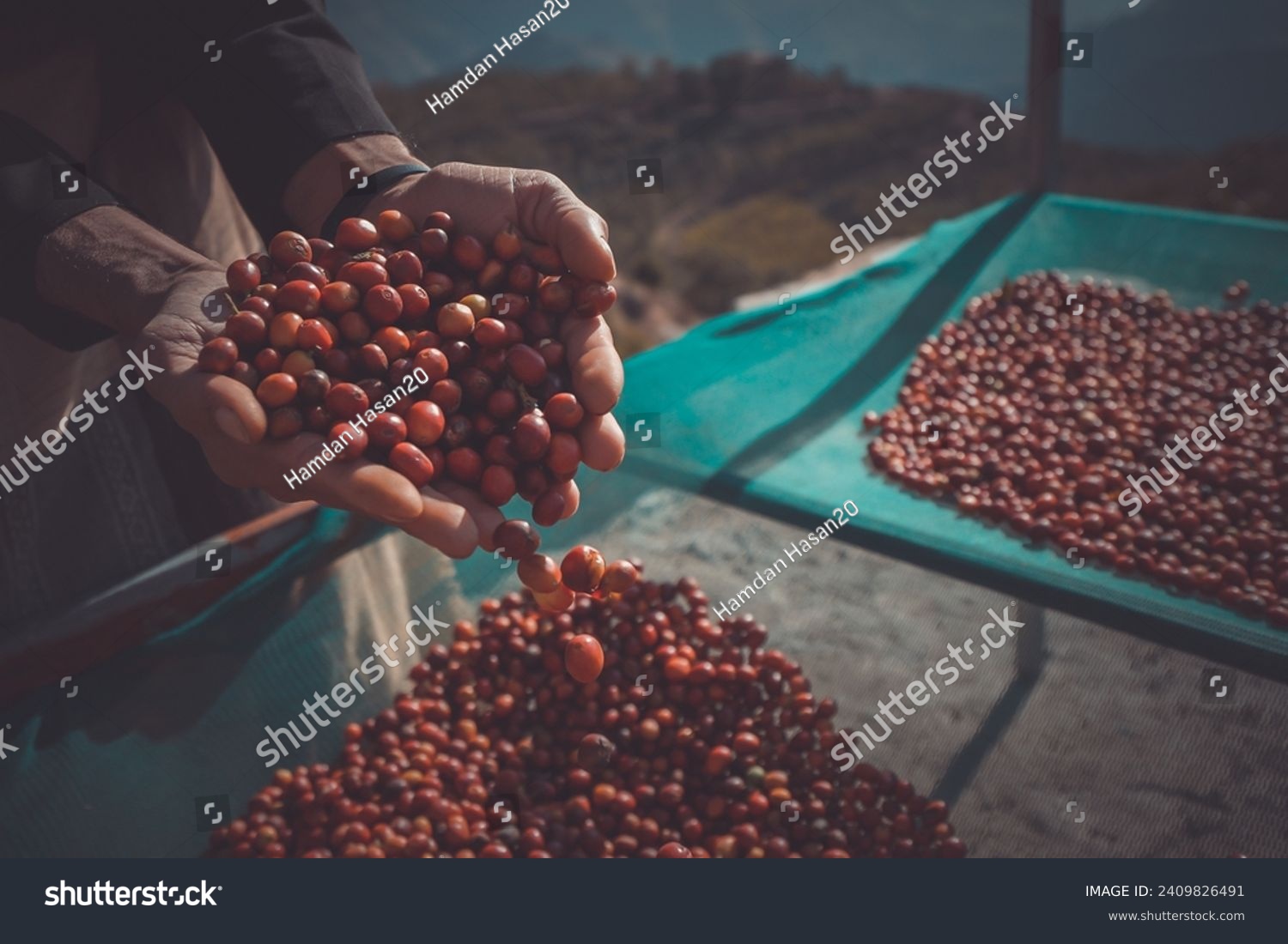 The famous Yemeni coffee beans, which are grown in the mountains of Yemen. #2409826491