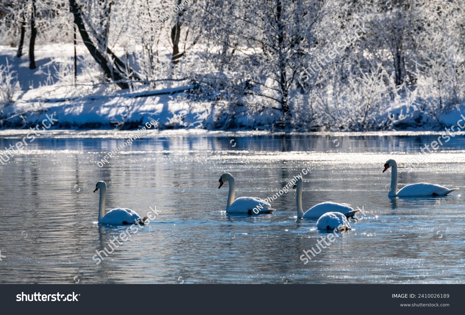Flock of 5 swans (Cygnus olor) gliding on freezing calm water of ice cold river Ruhr in Sauerland Germany on a cold winters morning. Snowy and romantic scenery with bright sunlight and wild water fowl #2410026189