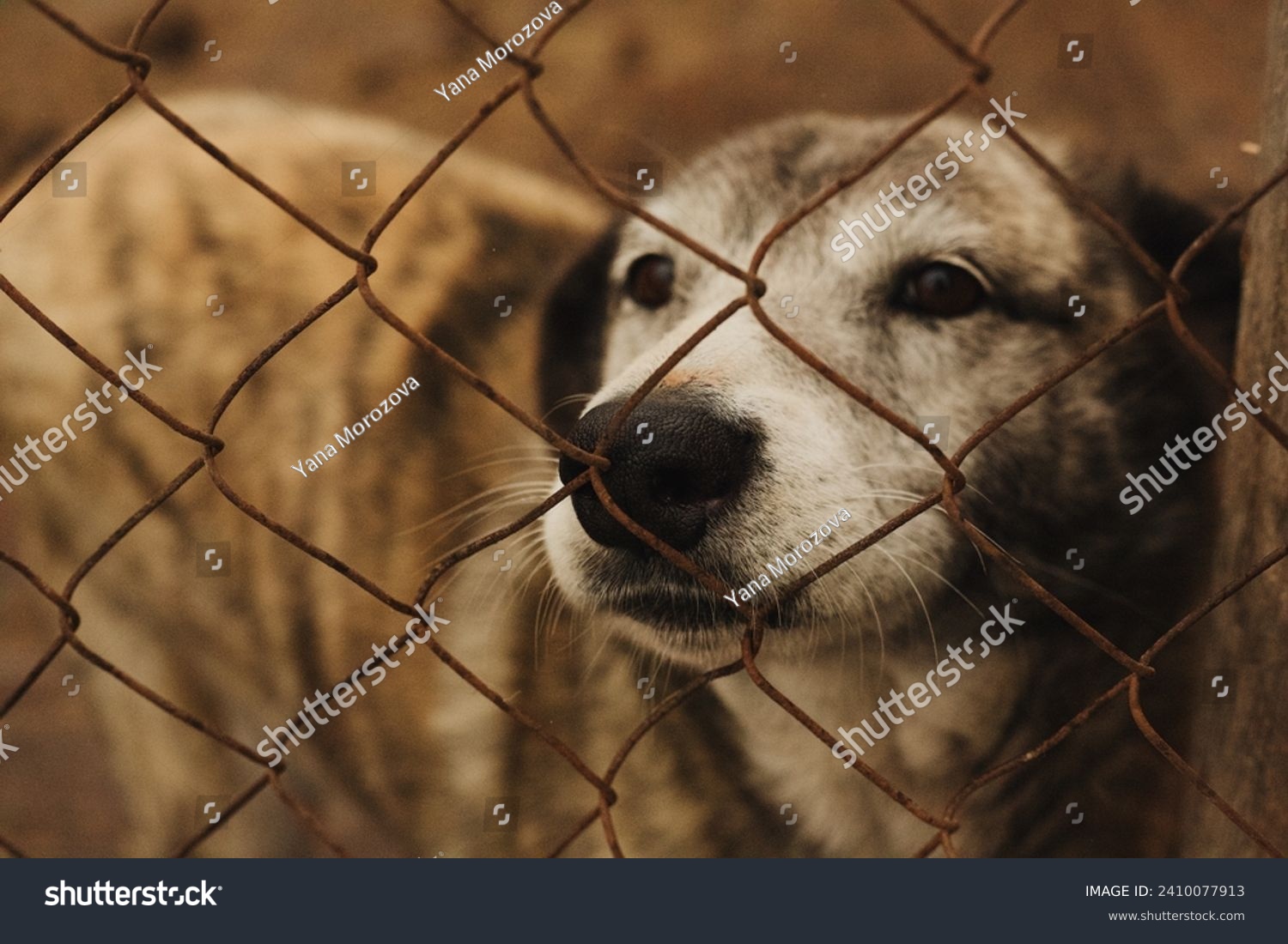 Dog looking out of a cage in an animal shelter in Ukraine #2410077913