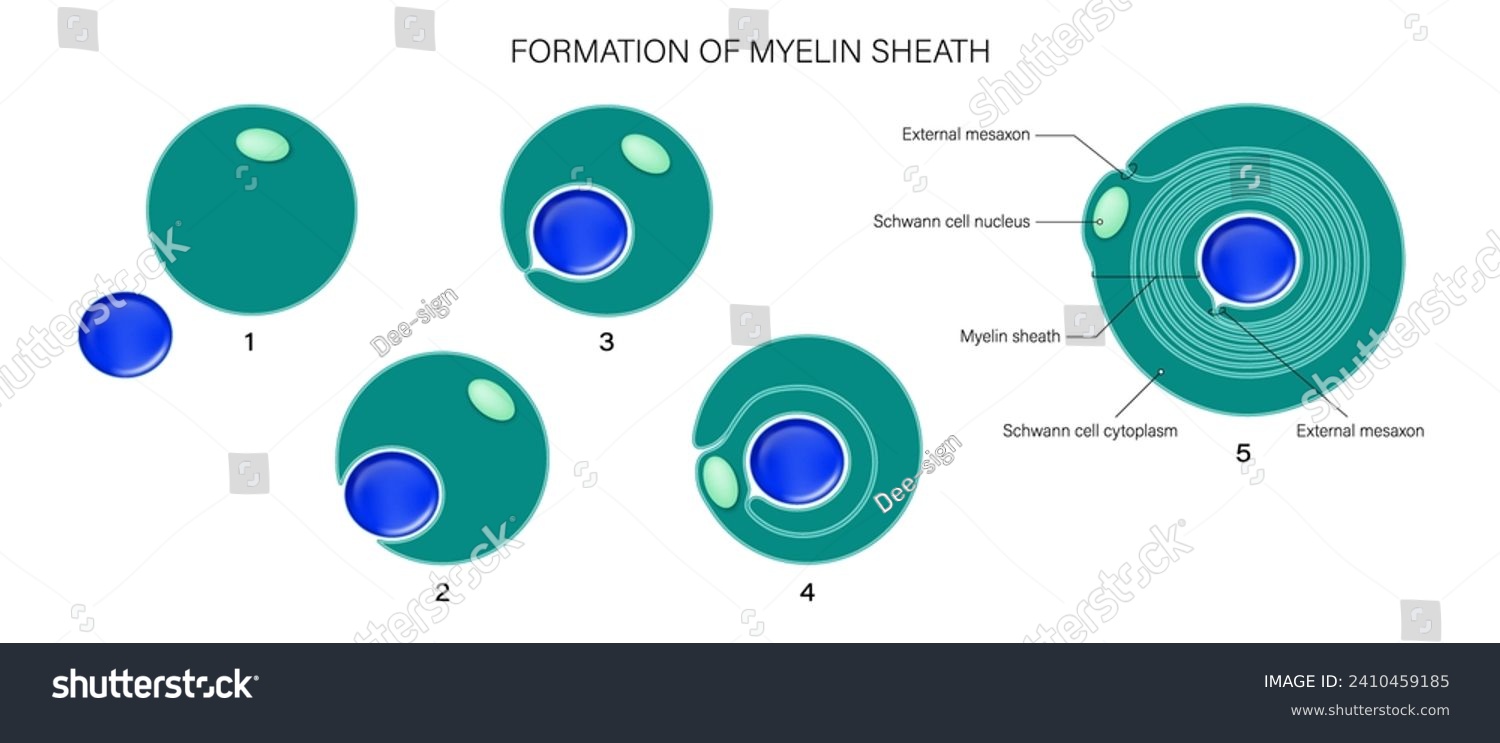 Schwann cells vector. Formation of myelin sheath - Royalty Free Stock ...