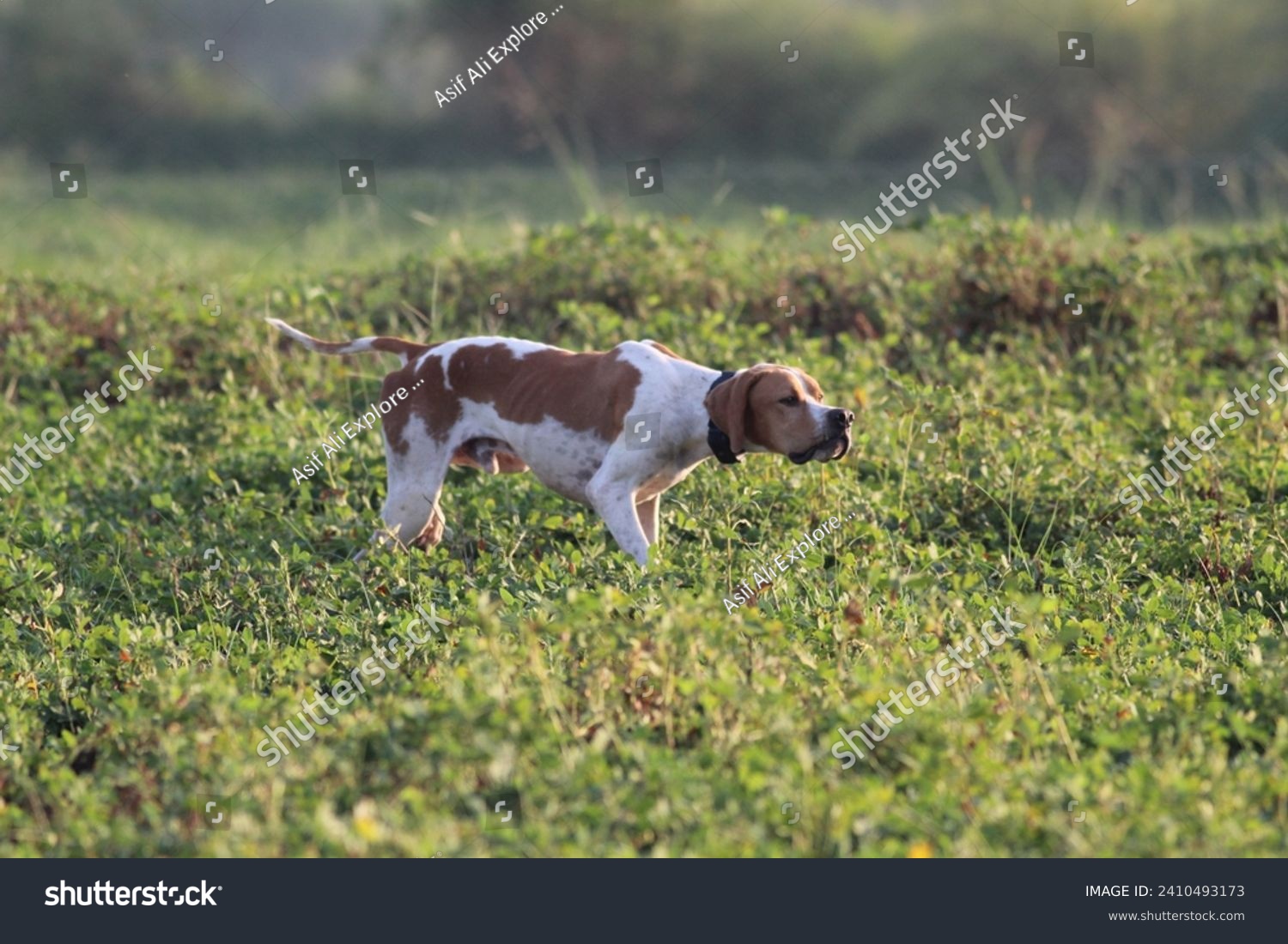 Pointer dog hunting quail, Garman pointer, English Pointer, Francolin Hunting, Hunting with net and dog. #2410493173