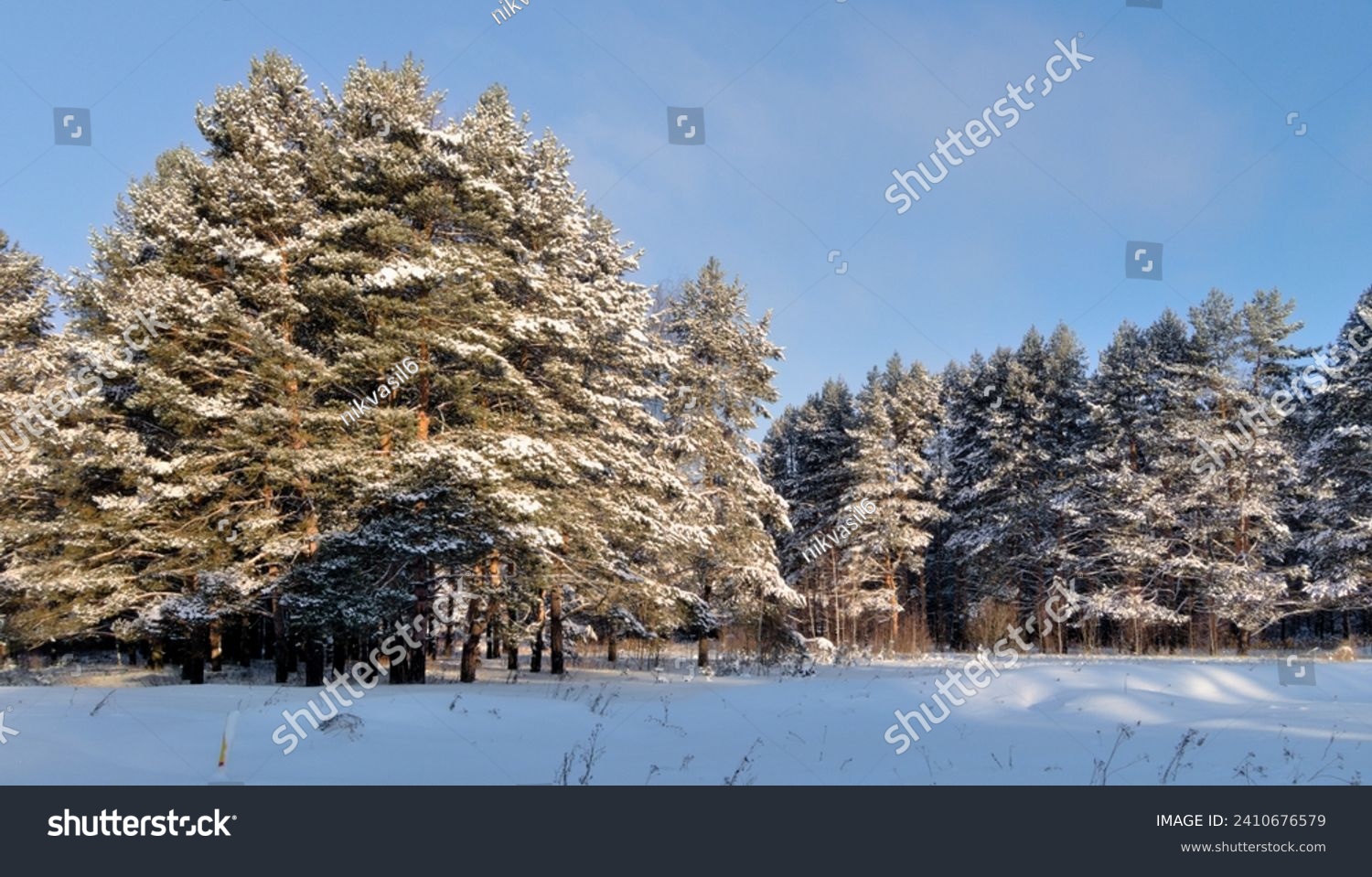 Forest winter landscape with snow-covered pine trees #2410676579