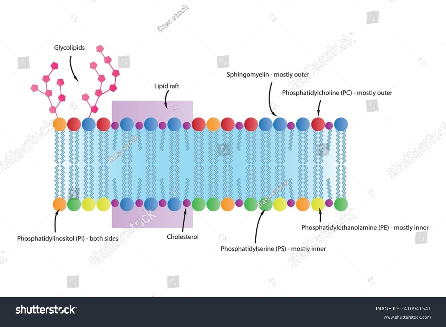 Diagrams showing schematic structure of - Royalty Free Stock Vector ...