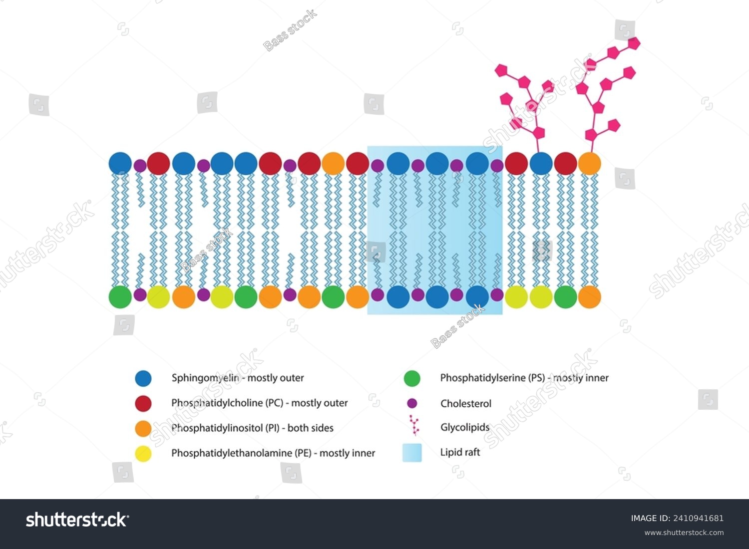 Diagrams showing schematic structure of - Royalty Free Stock Vector ...