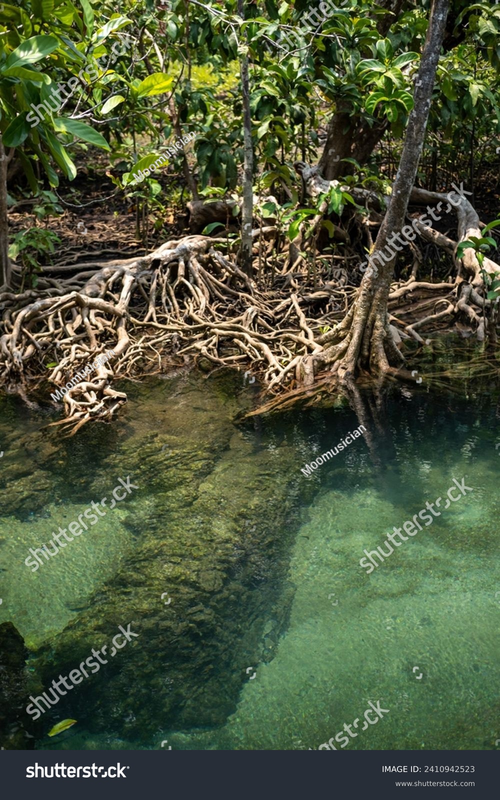 Transparent green and blue stream the tree roots and rocks under the water. Thapom Klong Song Nam in Krabi, Thailand #2410942523