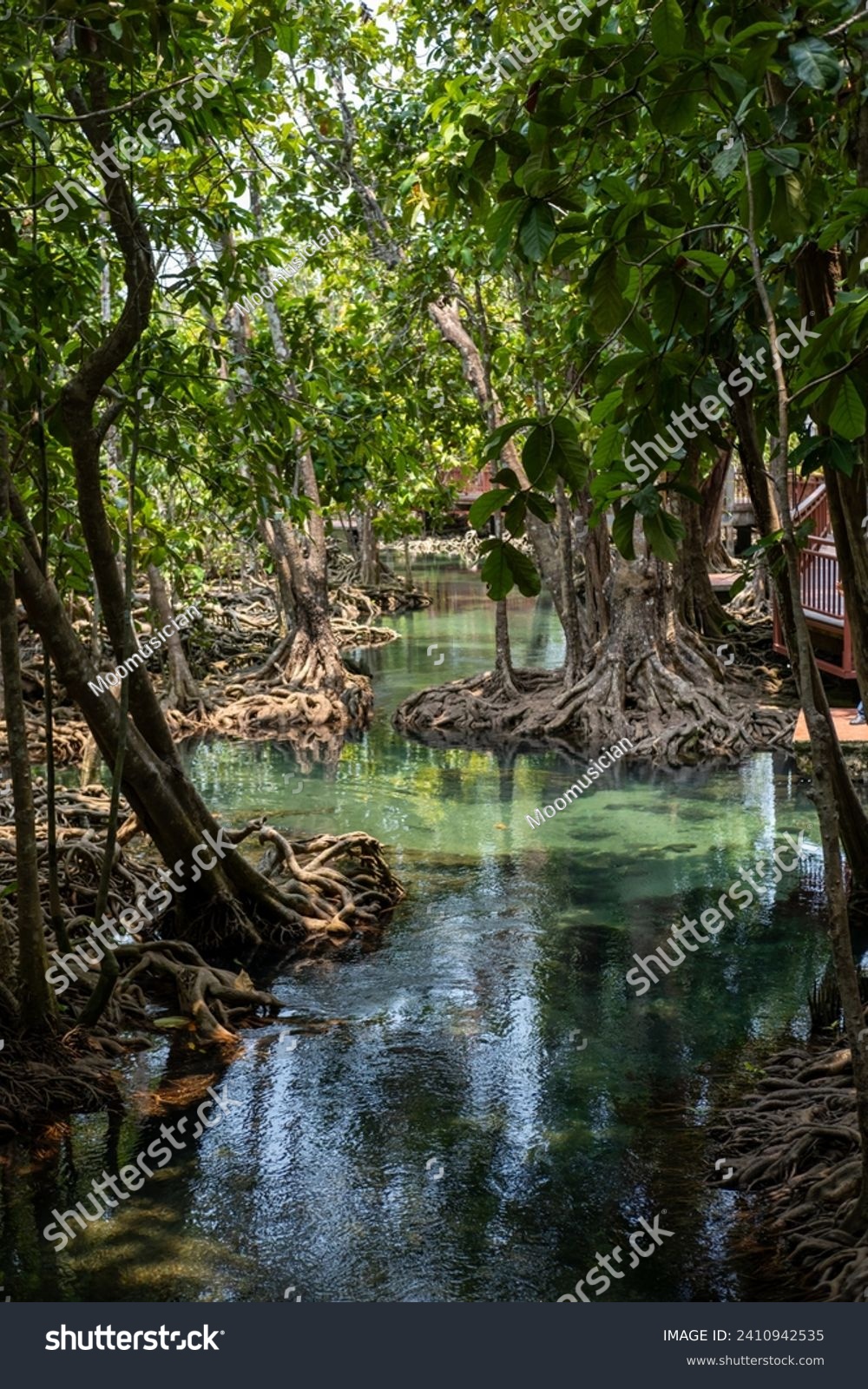 Transparent green and blue stream the tree roots and rocks under the water. Thapom Klong Song Nam in Krabi, Thailand #2410942535