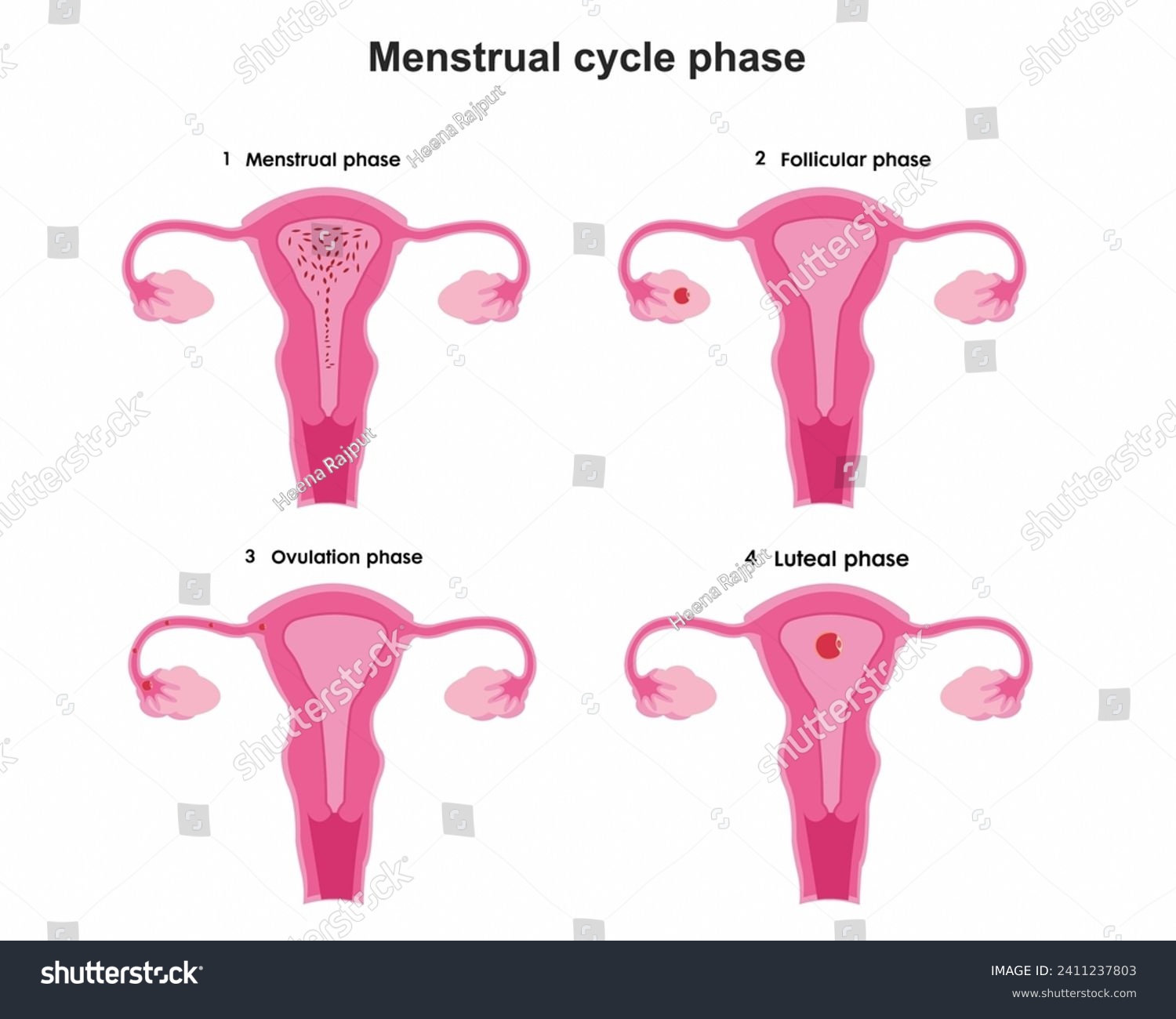 Menstrual cycle phases process Menstruation, - Royalty Free Stock ...