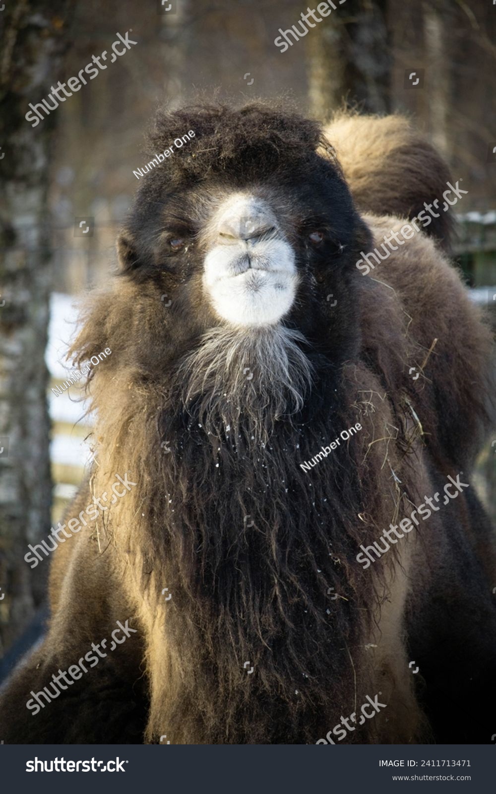 Bactrian camel. Two humped camel approaches the man. camel in the snow in winter. Camelus bactrianus. #2411713471