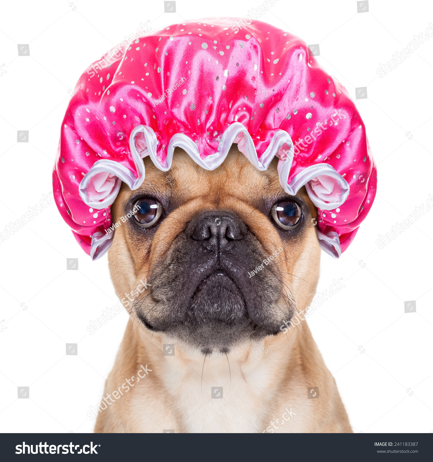 french bulldog dog ready to have a bath or a shower wearing a bathing cap, isolated on white background #241183387