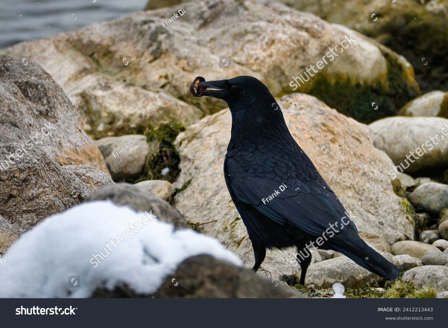 A raven crow has a walnut shell in its beak and stands between stones on the shore of Lake Constance. Snow on a stone #2412213443
