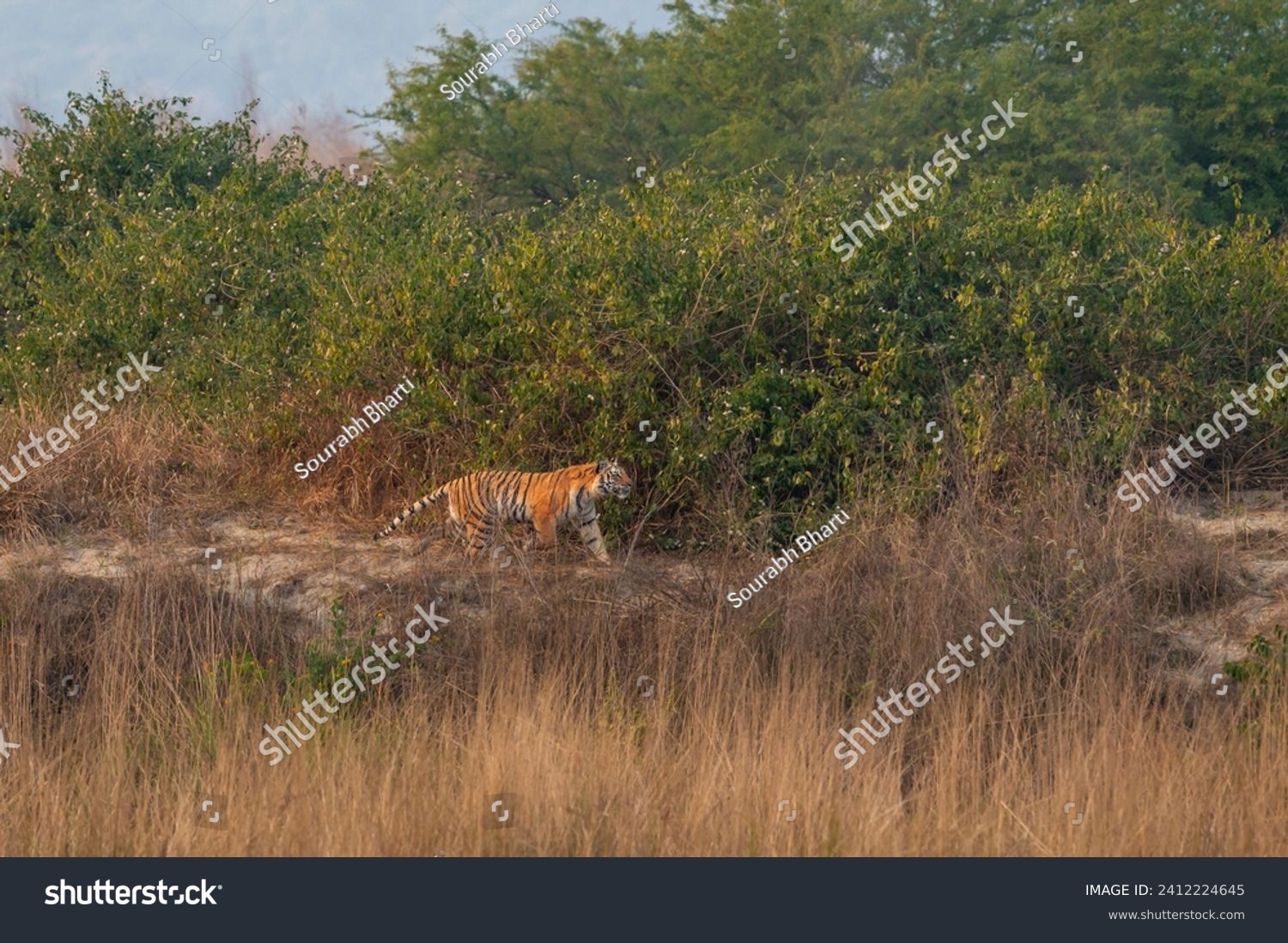 Indian wild female bengal tiger or panthera tigris running or prowl behind prey in terai region forest in winter season safari at dhikala zone of jim corbett national park reserve uttarakhand india #2412224645