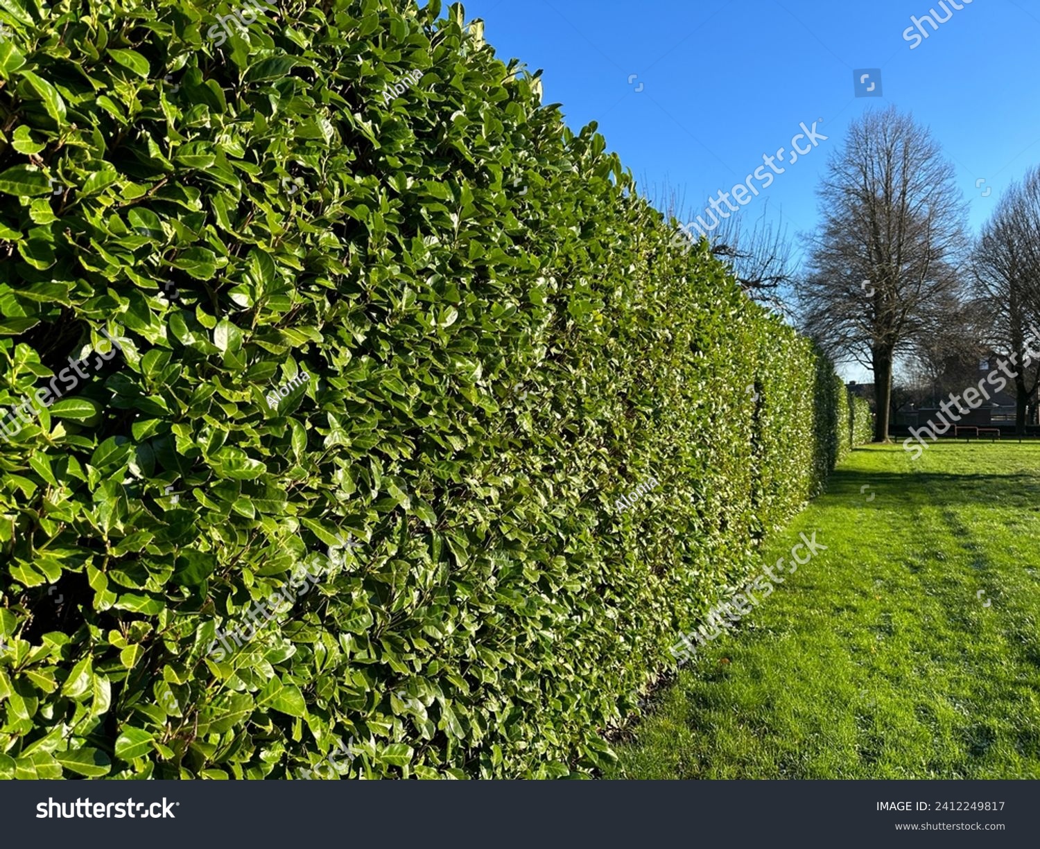 Green hedge Cherry Laurel. Cherry Laurel is ideal as a privacy screen or to reduce noise and wind. Its adaptability and striking appearance make Cherry Laurel one of the most popular types of Laurel  #2412249817