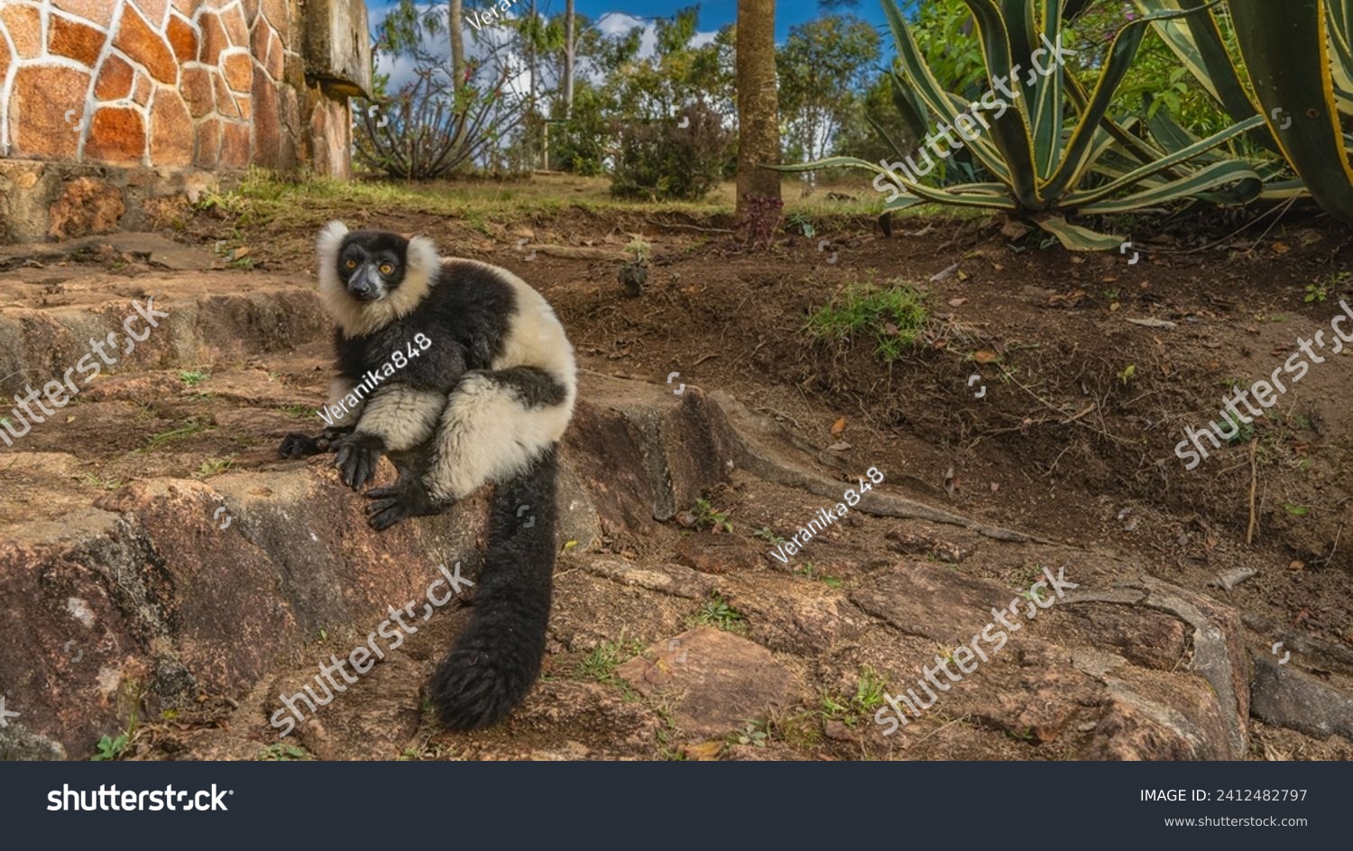 Charming lemur vari Varecia variegata is sitting on the stone steps, looking at the camera. Fluffy black and white fur, long tail, bright orange eyes, long toes.Madagascar. Nosy Soa Park. #2412482797