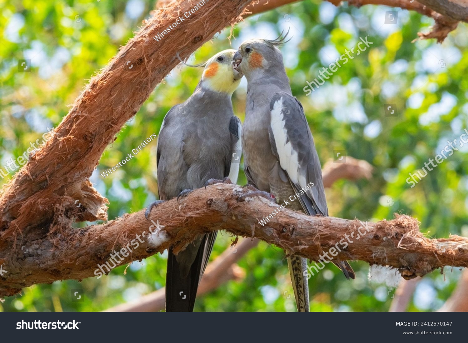 A pair of cockatiel parrots perched on a tree branch #2412570147