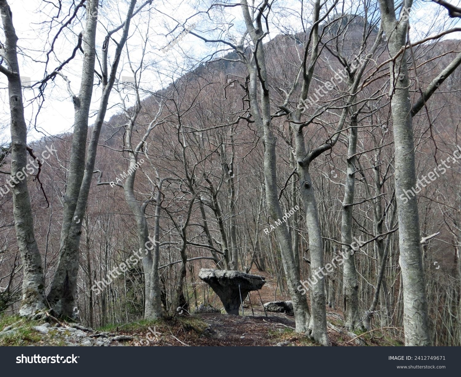 The "Tavola dei Briganti", a spectacular monolith of limestone rock about two meters high, stands at the foot of Montea (1825 m), in the municipality of Sant'Agata d'Esaro, in the Pollino National Par #2412749671