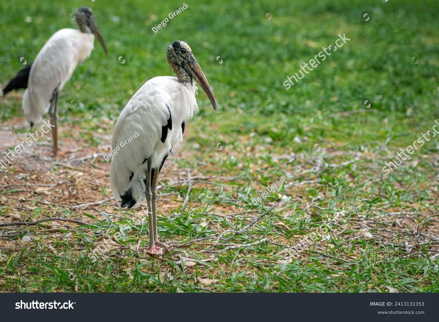 Wood Stork bird (Mycteria americana) #2413131353