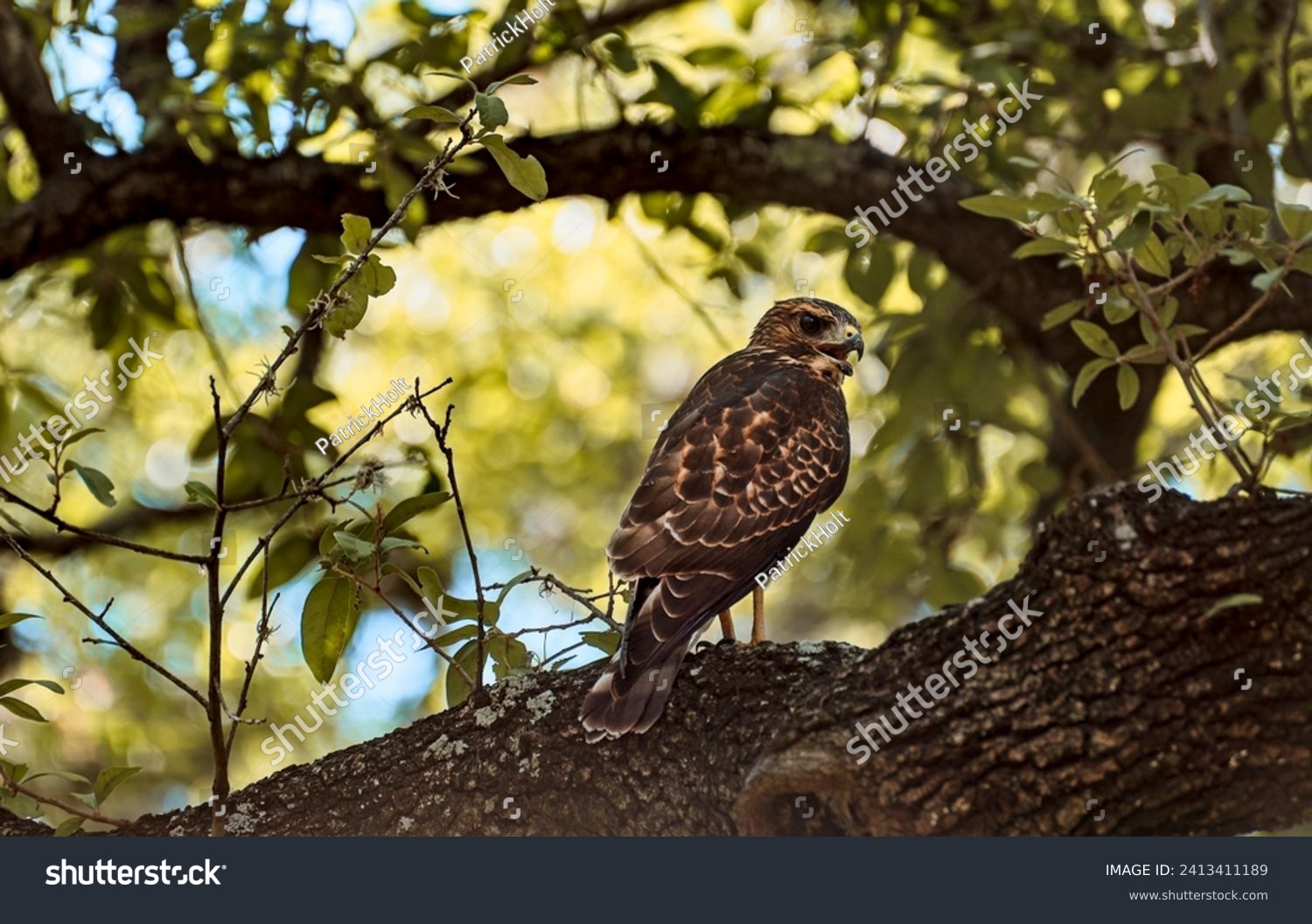 Cooper's hawk in an oak tree. #2413411189