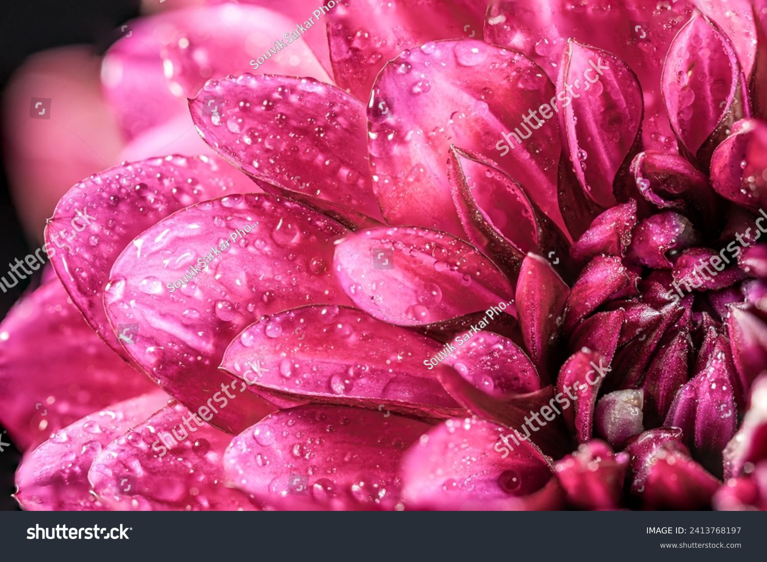 Dahlia flower macro water droplet shot; Shallow depth of field. Colorful chrysanthemum flower macro shot. Summer and spring multi-color floral background #2413768197