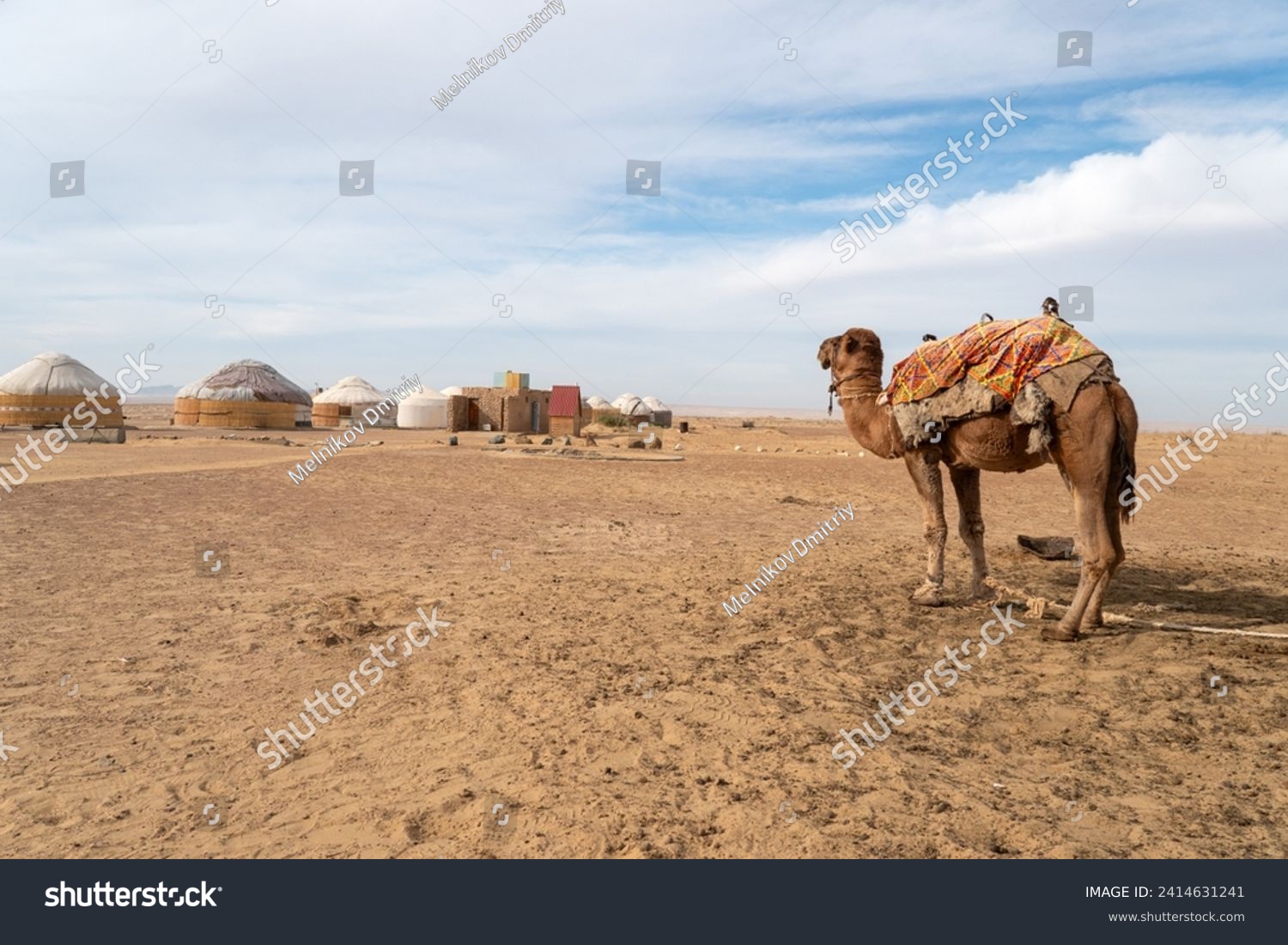 cute camel in front of nomad yurt camp in Central Asia, Uzbekistan #2414631241