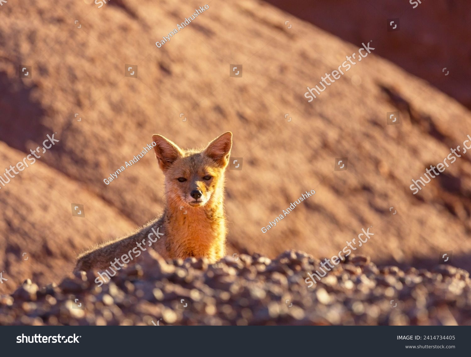 South American gray fox (Lycalopex griseus), Patagonian fox, in Patagonia mountains #2414734405