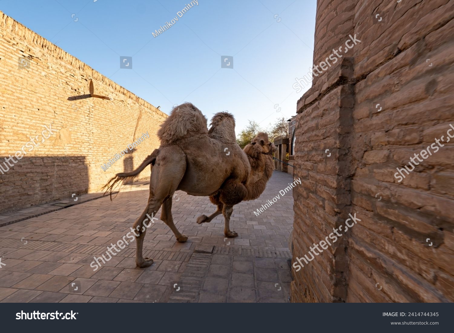 Bactrian Camel (Camelus bactrianus) poses in a small square in Khiva, Uzbekistan #2414744345