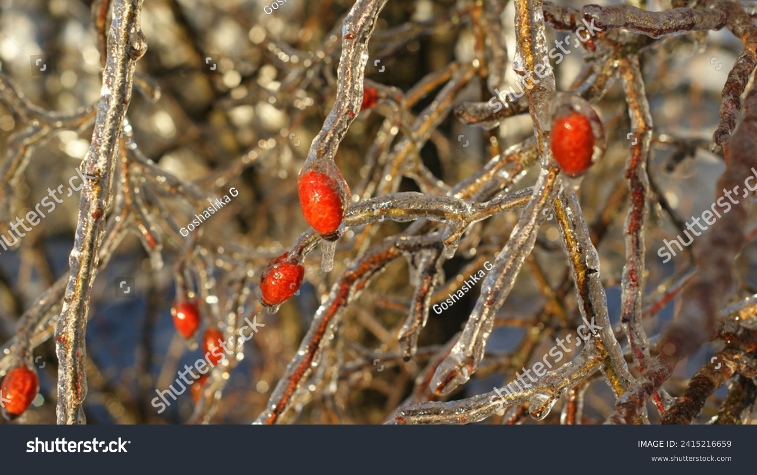A close-up view of branches and red berries encased in ice, giving them a glossy appearance. The vibrant red berries are interspersed among the branches #2415216659