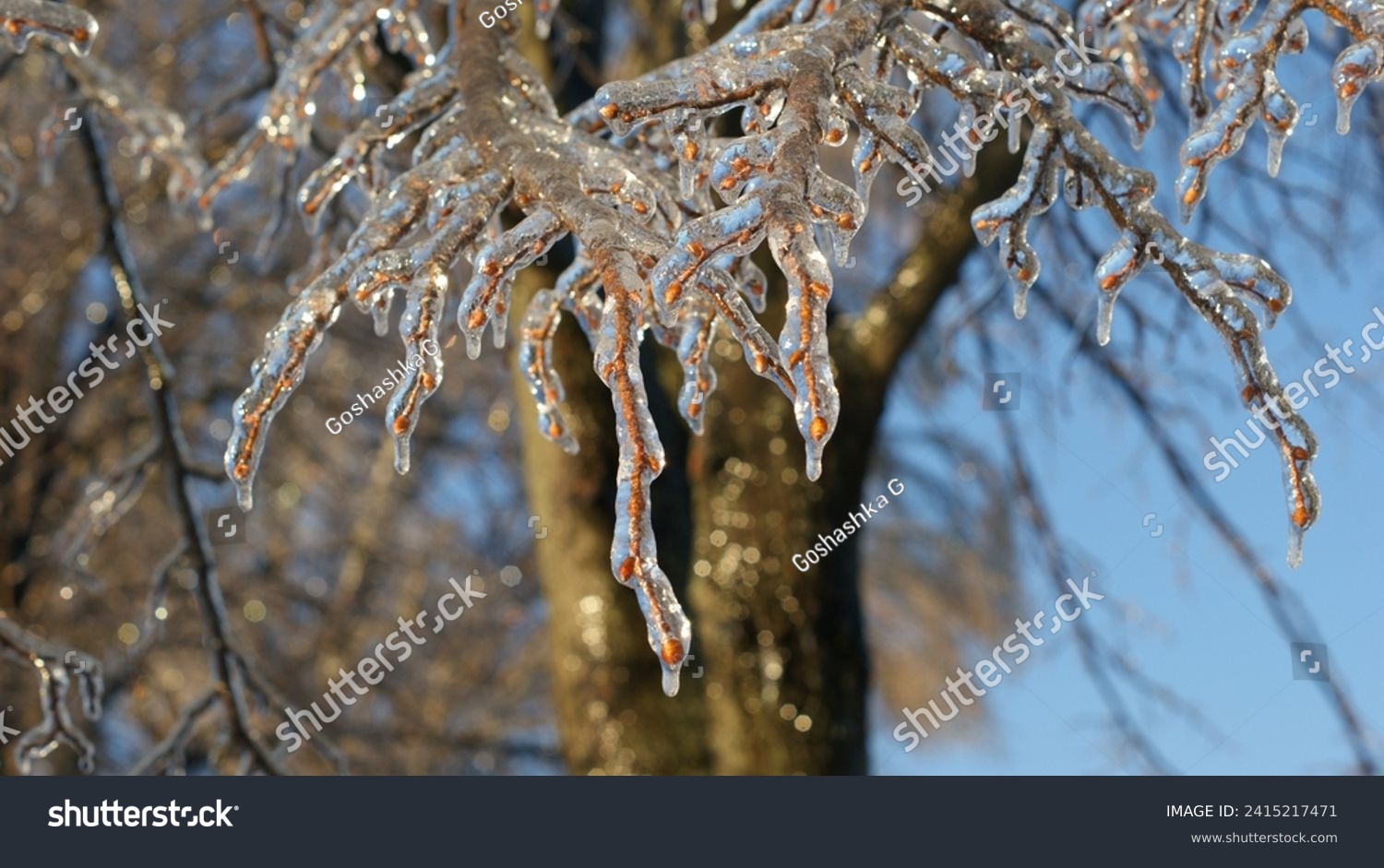 The intricate details of tree branches covered in ice. The branches appear wet or glossy, likely due to melting ice.  #2415217471