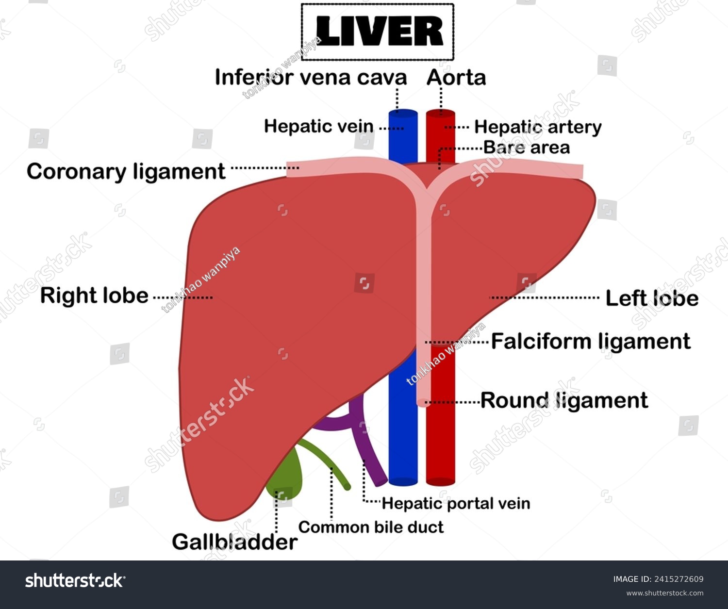 Anatomy of liver anterior view.Human body - Royalty Free Stock Vector ...