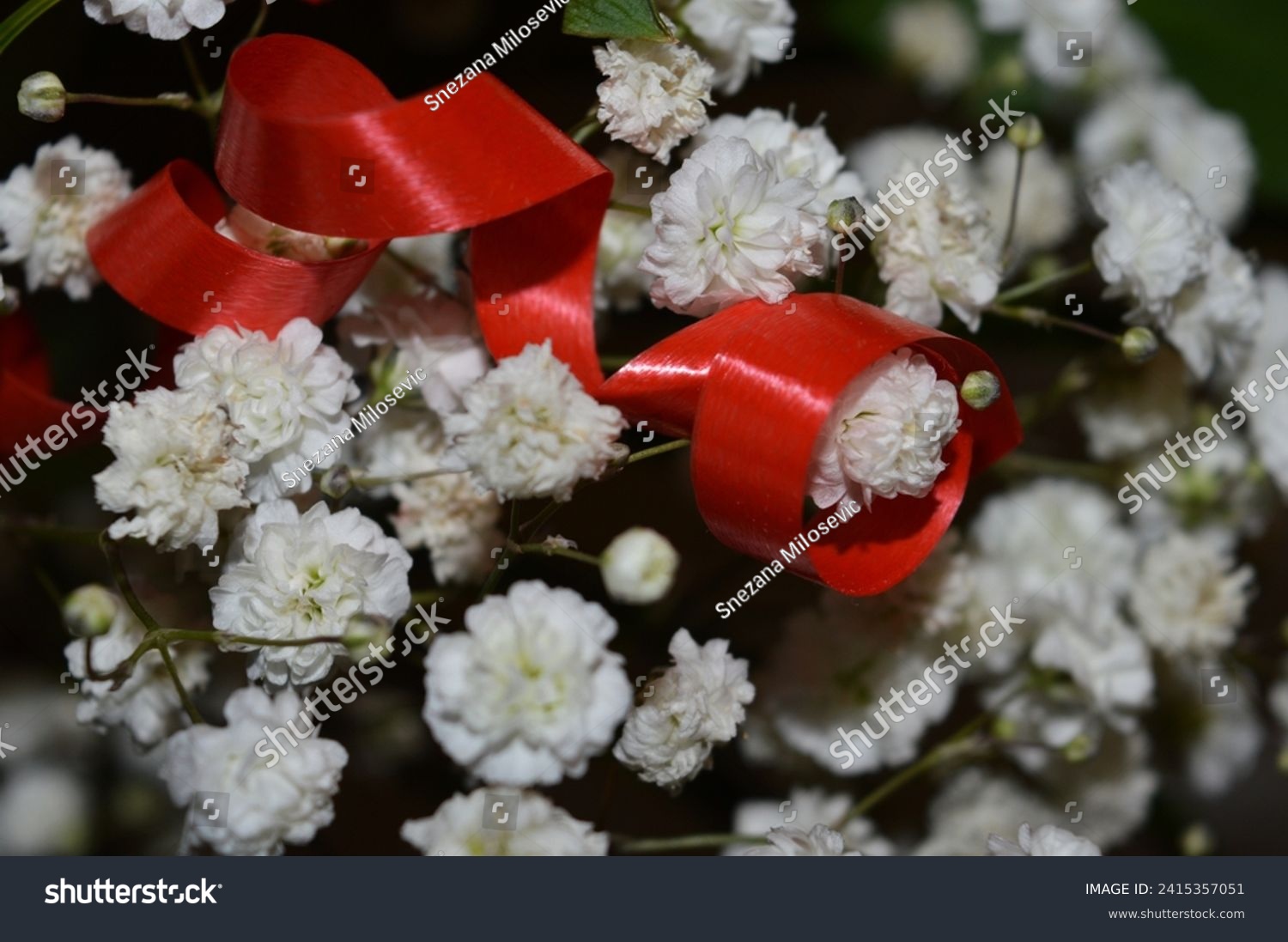 Small white flowers as decoration in bouquets, isolated. Red decorative tape. A close-up shot. #2415357051