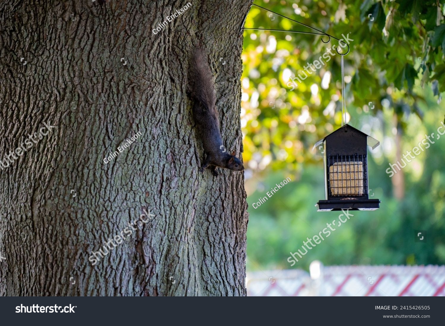 A squirrel eyeing up and looking at a bird feeder while hanging on the side of a tree, upside down. #2415426505