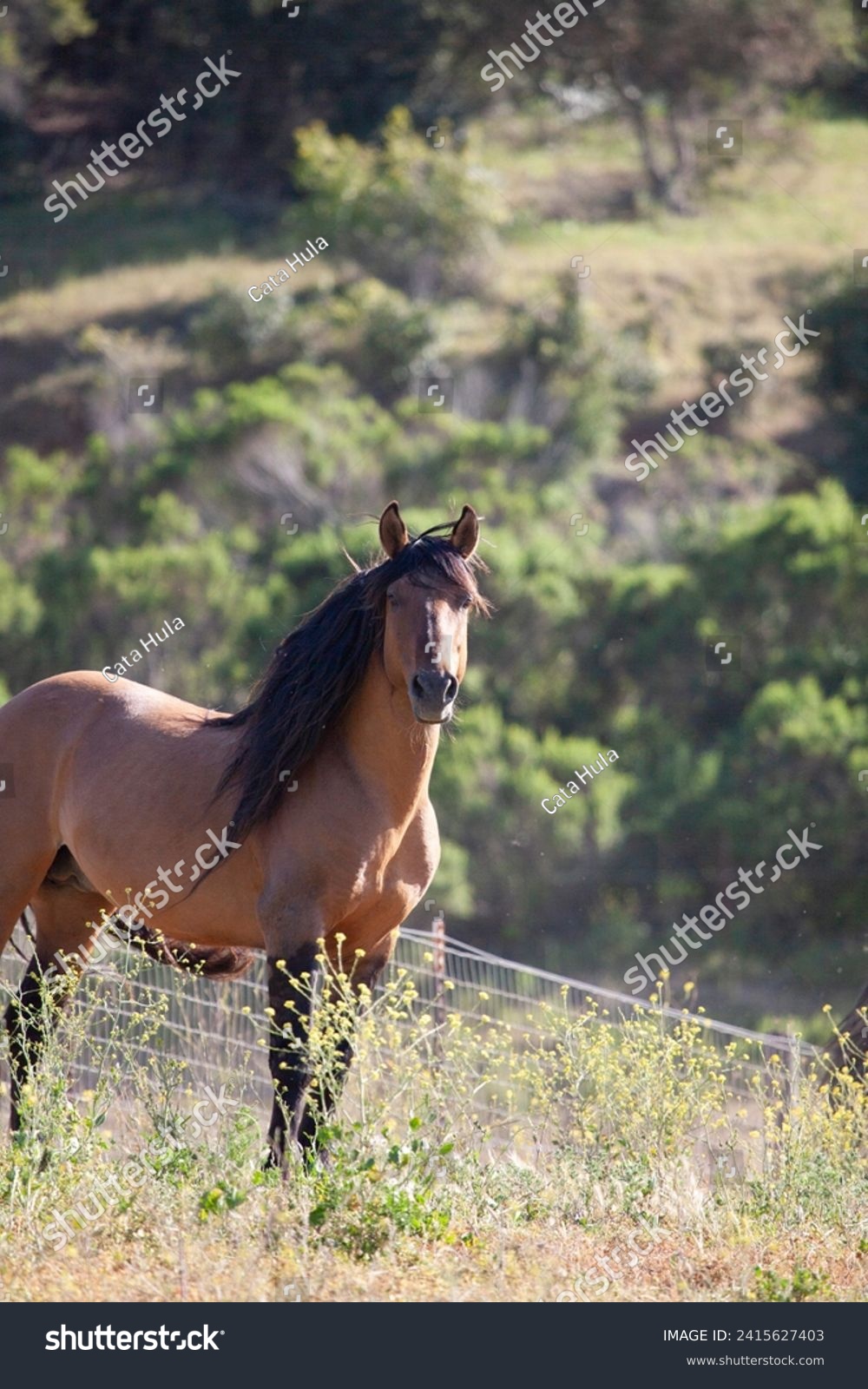 Beautiful stallion standing alert in field, long mane and forelock, dun #2415627403
