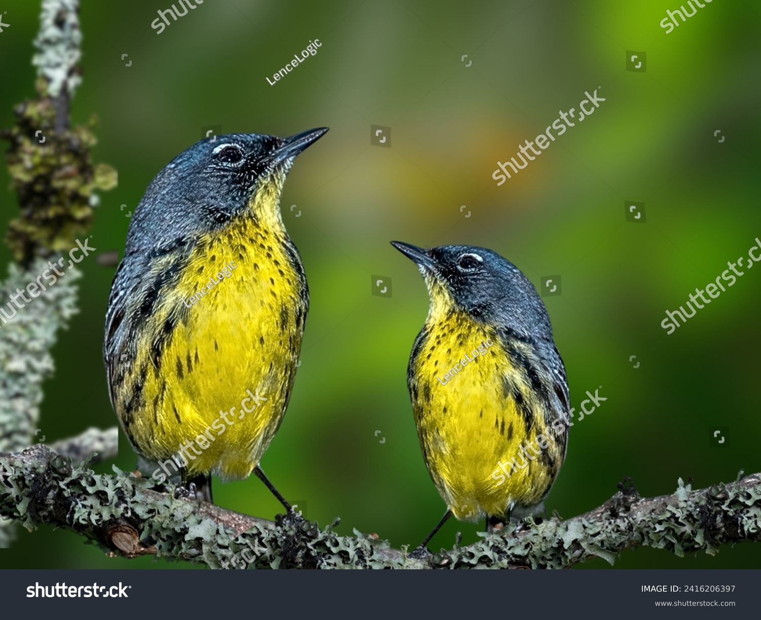 A kirtland's warbler perches on a fern branch, an endangered species that is losing habit due to overdevelopment and deforestation in north central Michigan. #2416206397