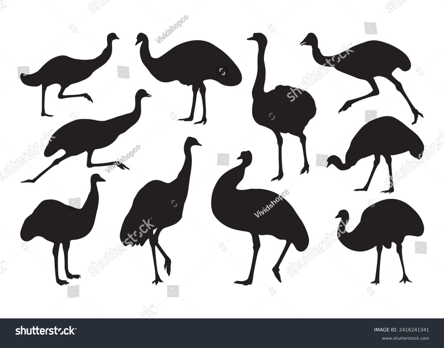 Emu Vector For Print, Emu Clipart, Emu vector - Royalty Free Stock ...