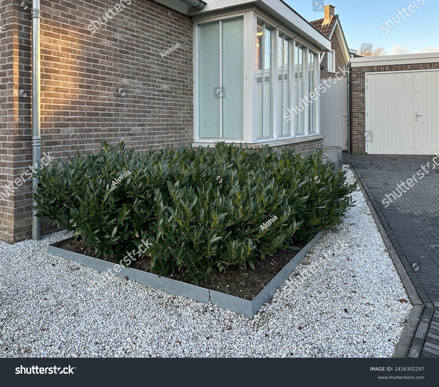 Paved front garden. Floor design with terrace tiles and ornamental gravel. Triangular flower bed with evergreen plant Prunus laurocerasus. Netherlands #2416302297