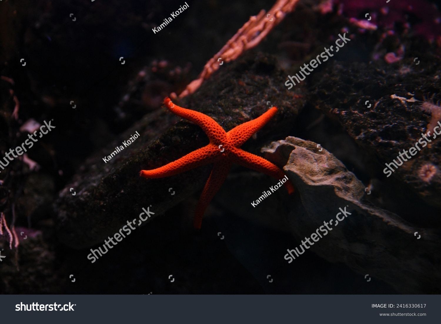 Beautiful red starfish swimming in the aquarium. #2416330617