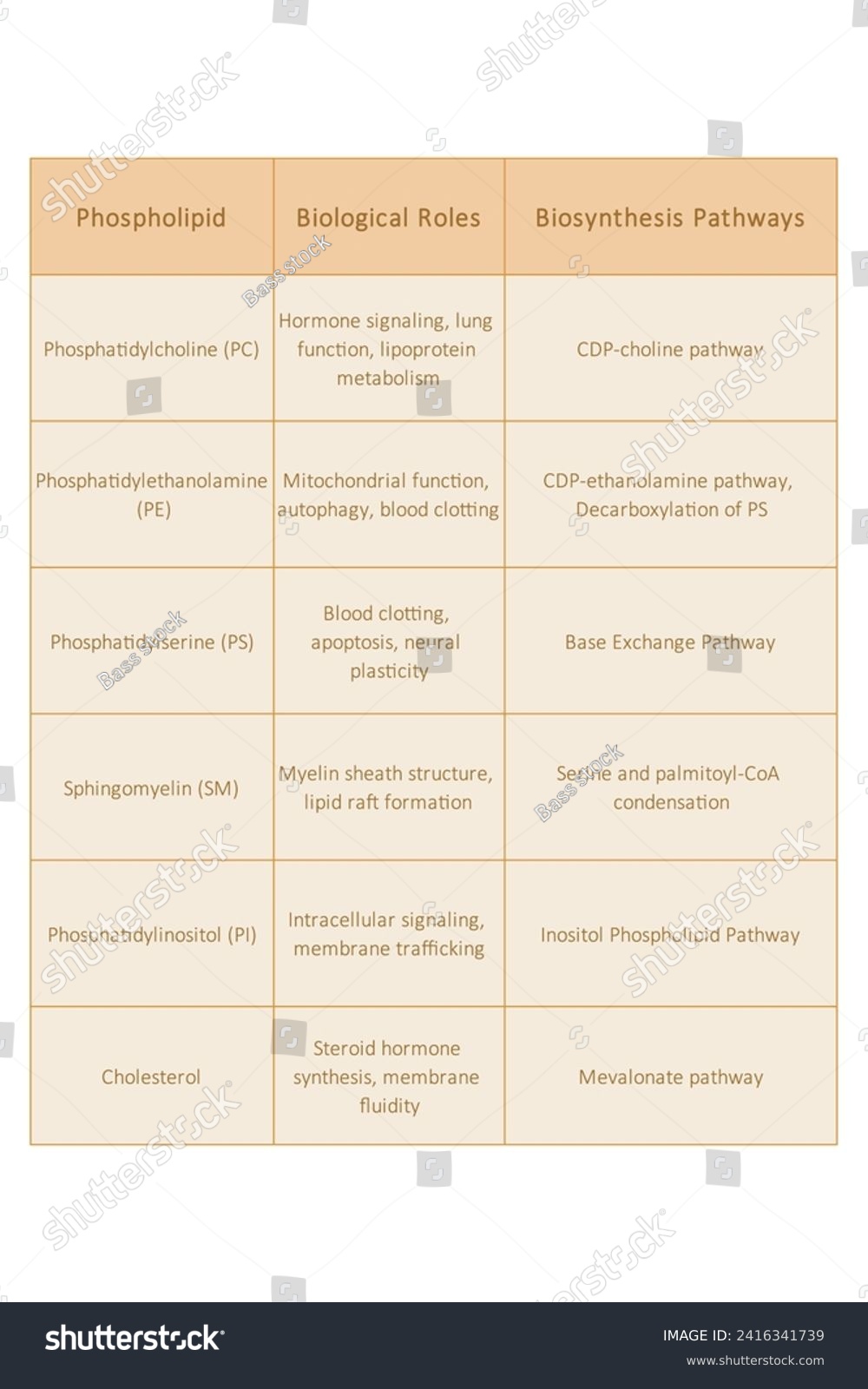 Table showing Phospholipids types, biological - Royalty Free Stock ...