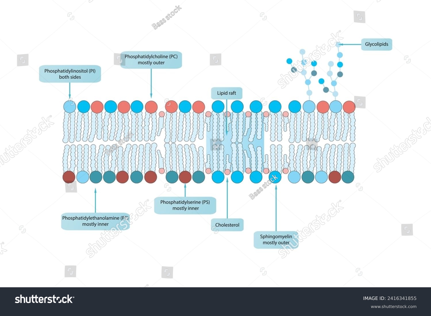 Diagrams showing schematic structure of - Royalty Free Stock Vector ...