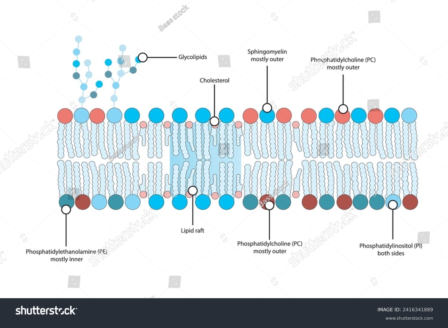 Diagrams showing schematic structure of - Royalty Free Stock Vector ...