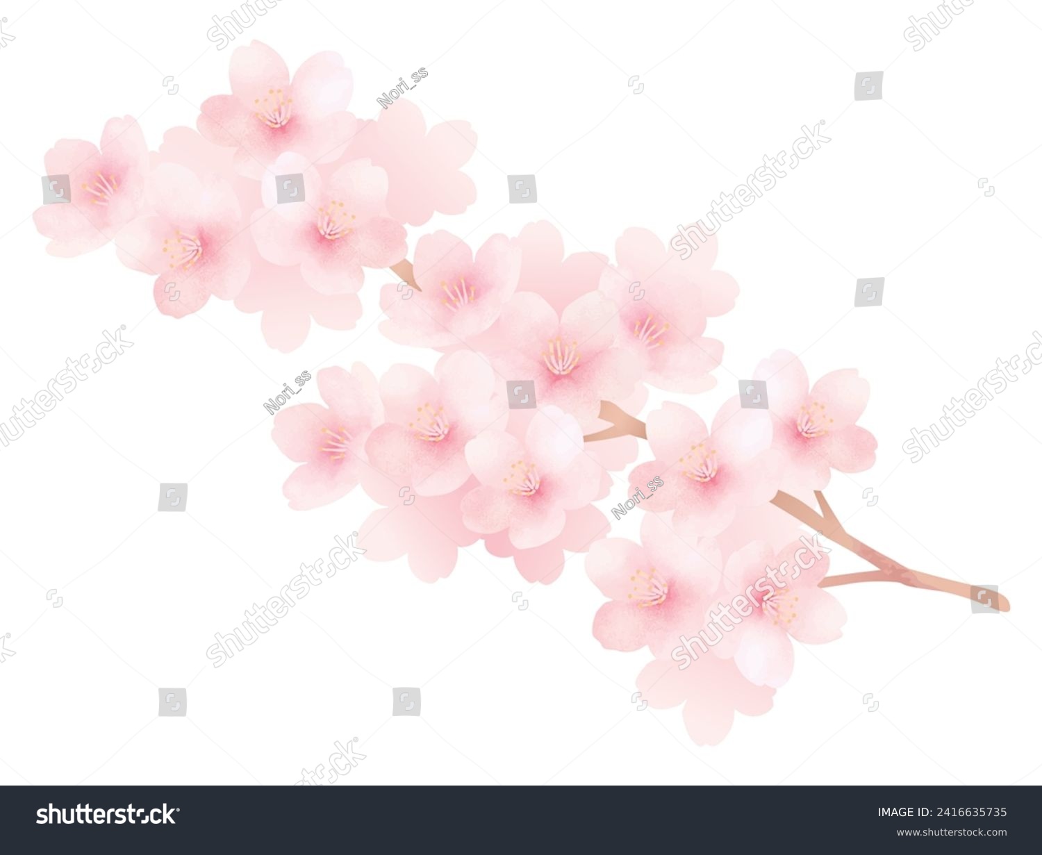 Watercolor illustration of cherry blossoms in full bloom. Cute spring flower material. #2416635735