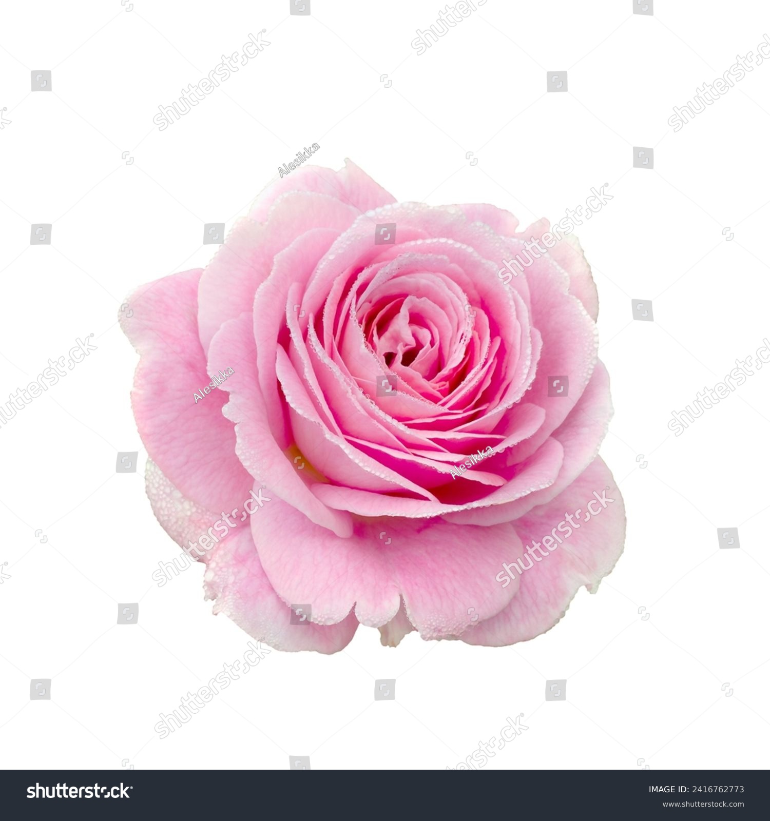 Fresh beautiful pink rose with dew drops isolated on a white background. Detail for creating a collage #2416762773