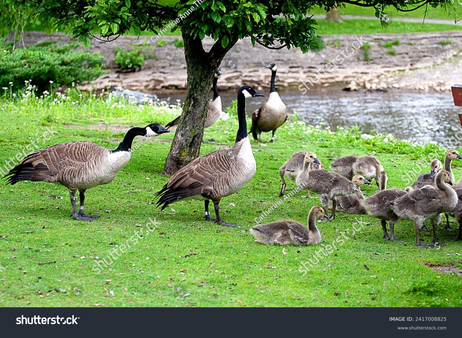 Flock gaggle Canadian geese. Canada goose. Gosling goslings babies young. Springtime spring. Lake pond green grass tree. Parents. Adult adults. Down downy feathers. Symbol. Wild wildlife water fowl. #2417008825