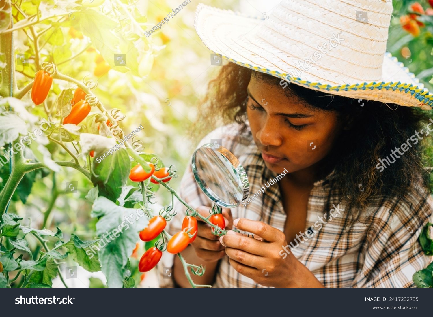 Botanist a black woman inspector uses a magnifying glass to examine tomato quality for herbology research checking for lice. Expertise and learning in plant science and farming. #2417232735